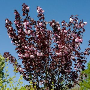 Сакура дрібнопильчаста - Prunus serrulata Royal Burgundy (висота H 120-160 см, горщик 20л)