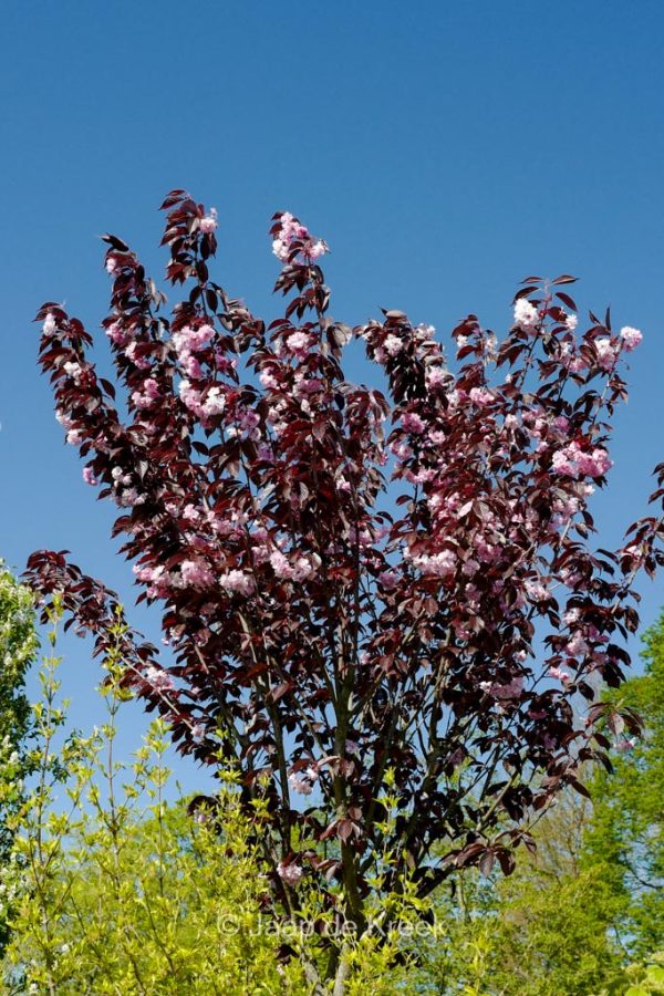 Сакура дрібнопильчаста - Prunus serrulata Royal Burgundy (висота H 120-160 см, горщик 20л)