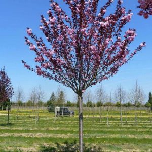 Сакура дрібнопильчаста - Prunus serrulata Royal Burgundy (на штамбі) (висота Pa 180-200 см, горщик 25л)