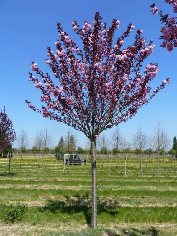 Сакура дрібнопильчаста - Prunus serrulata Royal Burgundy (на штамбі) (висота Pa 180-200 см, горщик 25л)