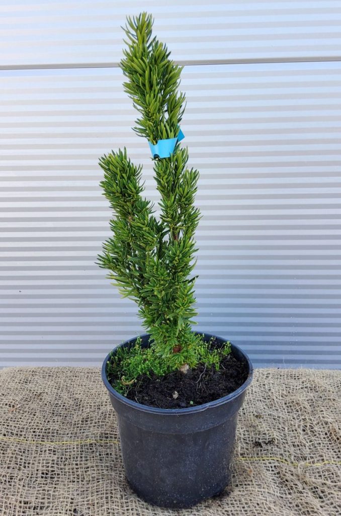 - Taxus media Stricta Viridis ( H 30-40 ,  5) |           .