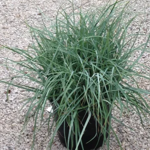 Осока повисла - Carex flacca Blue Zinger (висота H 30-40 см, горщик 1.5л)