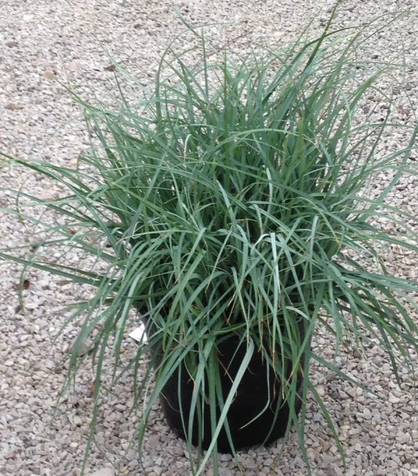 Осока повисла - Carex flacca Blue Zinger (висота H 30-40 см, горщик 1.5л)