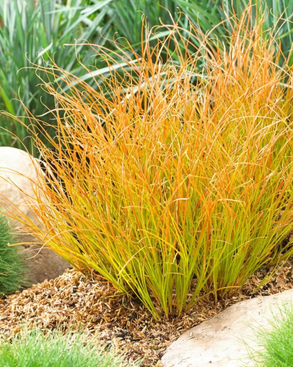 Осока теракотова - Carex testacea Prairie Fire (висота H 30-40 см, горщик 3л)