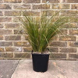 Осока теракотова - Carex testacea Prairie Fire (висота H 30-40 см, горщик 3л)