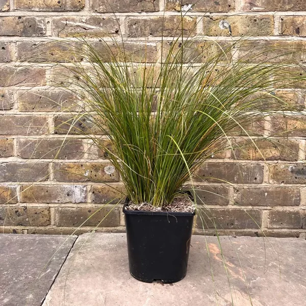 Осока теракотова - Carex testacea Prairie Fire (висота H 30-40 см, горщик 3л)