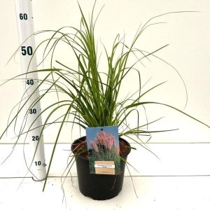 Кортадерія - Cortaderia Selloana Rosea (висота H 30-40 см, горщик 3/4л)