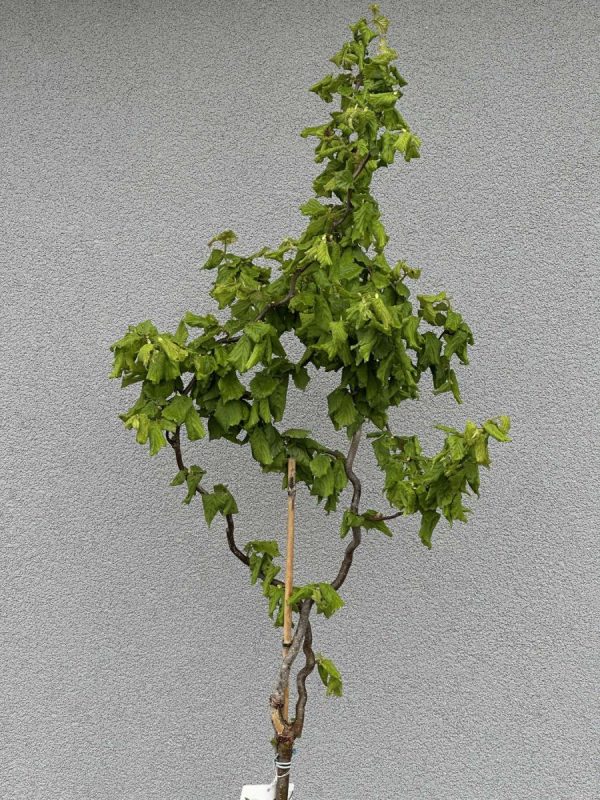 Ліщина звичайна – Corulys avelana Medusa PBR (на штамбі) (висота Pa 60-70 см, висота H 150-180 см, горщик 10л)