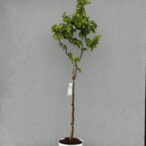 Ліщина звичайна – Corylus avellana Medusa PBR (на штамбі) (висота Pa 60-70 см, висота H 150-180 см, горщик 10л)