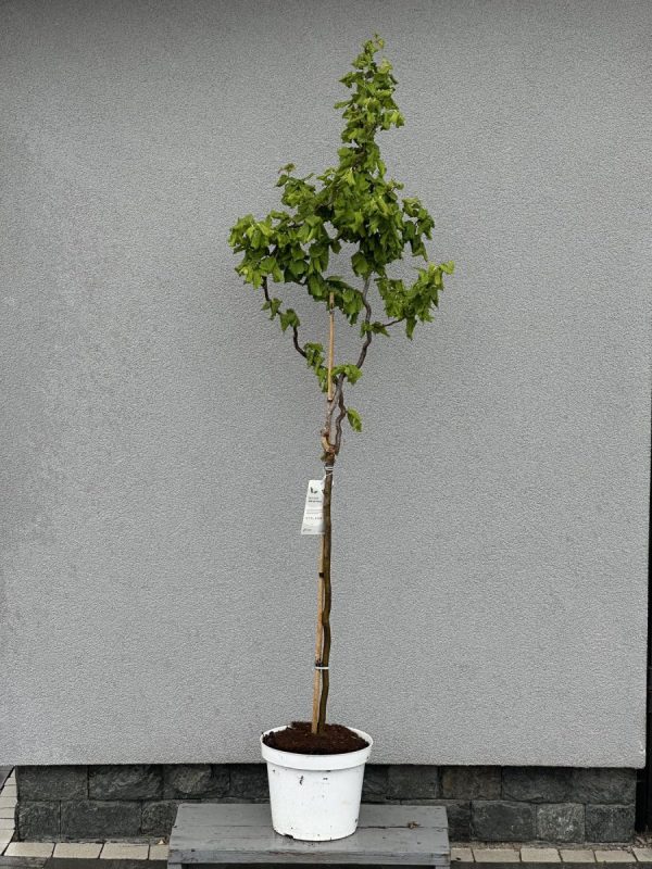 Ліщина звичайна – Corylus avellana Medusa PBR (на штамбі) (висота Pa 60-70 см, висота H 150-180 см, горщик 10л)