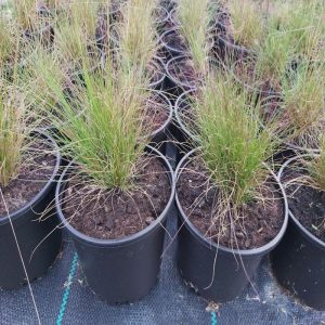 Вівсяниця Валберла - Festuca Walberla (висота H 30-40 см, горщик 3л)