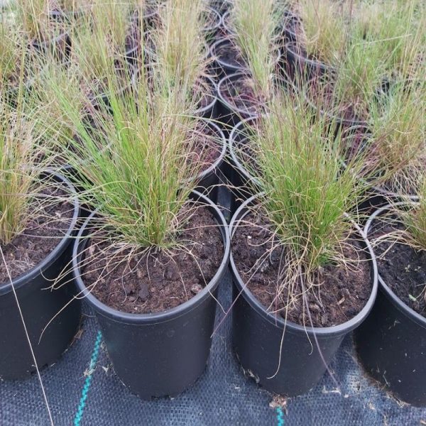 Вівсяниця Валберла - Festuca Walberla (висота H 30-40 см, горщик 3л)