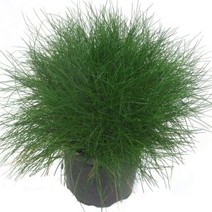 Вівсяниця Готьє - Festuca gautieri (висота H 30-40 см, горщик 1.5л)