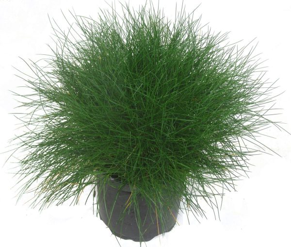 Вівсяниця Готьє - Festuca gautieri (висота H 30-40 см, горщик 1.5л)