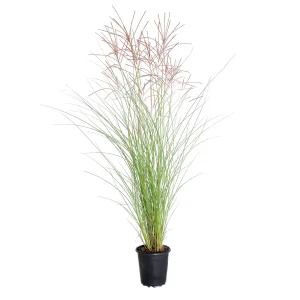 Міскантус китайський - Miscanthus sinensis Gracillimus (висота H 30-40 см,горщик 1.5л)