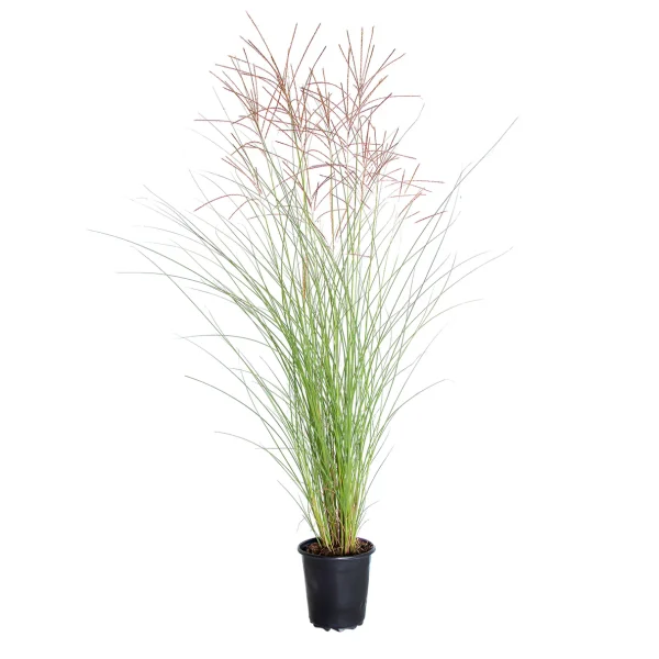 Міскантус китайський - Miscanthus sinensis Gracillimus (висота H 30-40 см,горщик 1.5л)