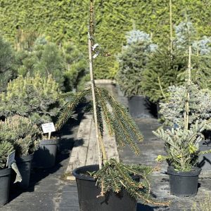 Ялина звичайна - Picea abies Cobra (висота H 100-120 см, горщик 25/30л)