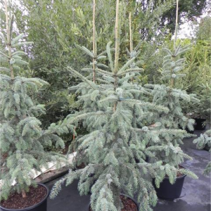 Ялина колюча – Picea pungens Troemner (горщик 20л)
