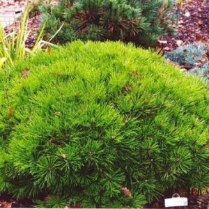 Сосна густоквіткова - Pinus densiflora Kim (горщик 20л)