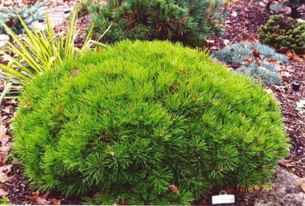 Сосна густоквіткова - Pinus densiflora Kim (горщик 20л)