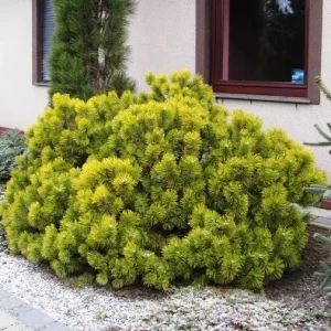 Сосна гірська - Pinus mugo Hostyn Gold (горщик 20л)