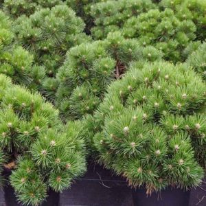 Сосна чорна - Pinus nigra Cebenensis Nana (горщик 20л)