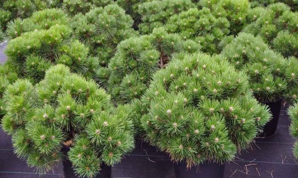 Сосна чорна - Pinus nigra Cebenensis Nana (горщик 20л)