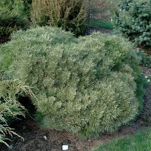 Сосна чорна - Pinus nigra Globosa (горщик 20л)