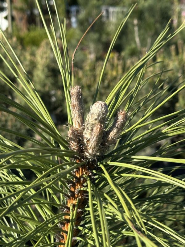 Сосна чорна - Pinus nigra Maritima (висота H 100-120 см, горщик 25/30л)