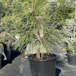 Сосна чорна - Pinus nigra Maritima (висота H 100-120 см, горщик 25/30л)