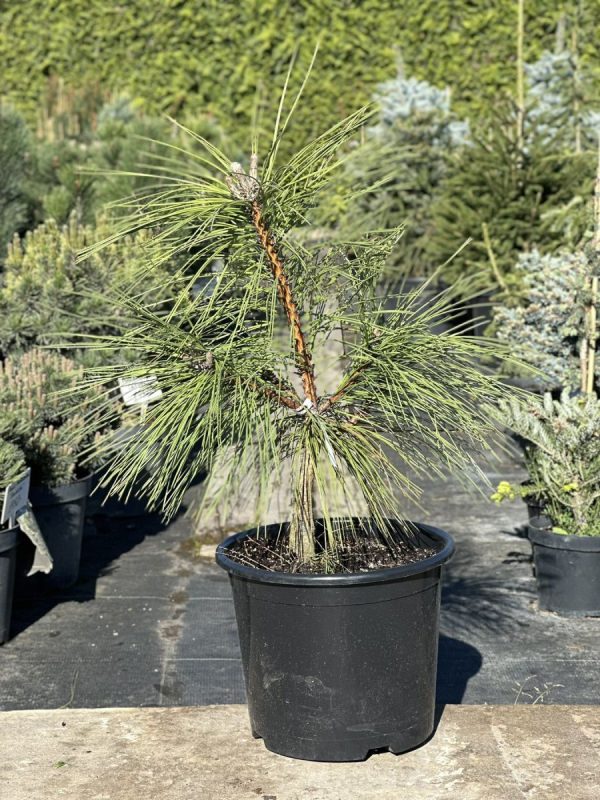 Сосна чорна - Pinus nigra Maritima (висота H 100-120 см, горщик 25/30л)