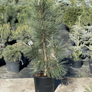 Сосна чорна - Pinus nigra Molette (висота H 100-120 см, горщик 25/30л)