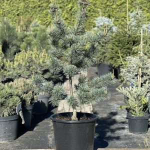 Сосна дрібноквіткова - Pinus parviflora Negishi (висота H 100-120 см, горщик 25/30л)