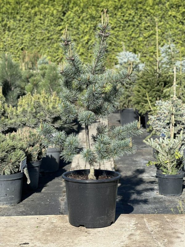 Сосна дрібноквіткова - Pinus parviflora Negishi (висота H 100-120 см, горщик 25/30л)