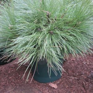 Сосна червона китайська - Pinus resinosa Pillnitz (горщик 20л)
