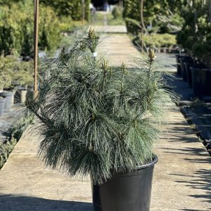 Pinus schwerinii Wiethorst