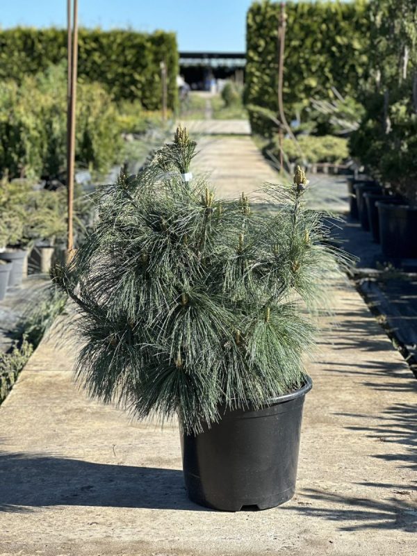 Pinus schwerinii Wiethorst