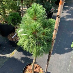 Сосна Шверіна - Pinus schwerinii Wiethorst (на штамбі) (горщик 20л)