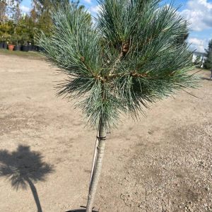 Сосна веймутова - Pinus strobus Blue Jay (на штамбі) (горщик 20л)