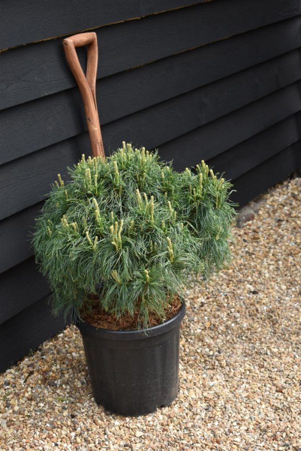 Сосна веймутова - Pinus strobus Green Twist (горщик 20л)
