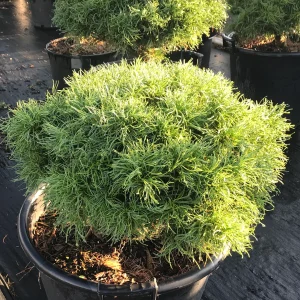 Сосна веймутова - Pinus strobus Squiggles (горщик 20л)
