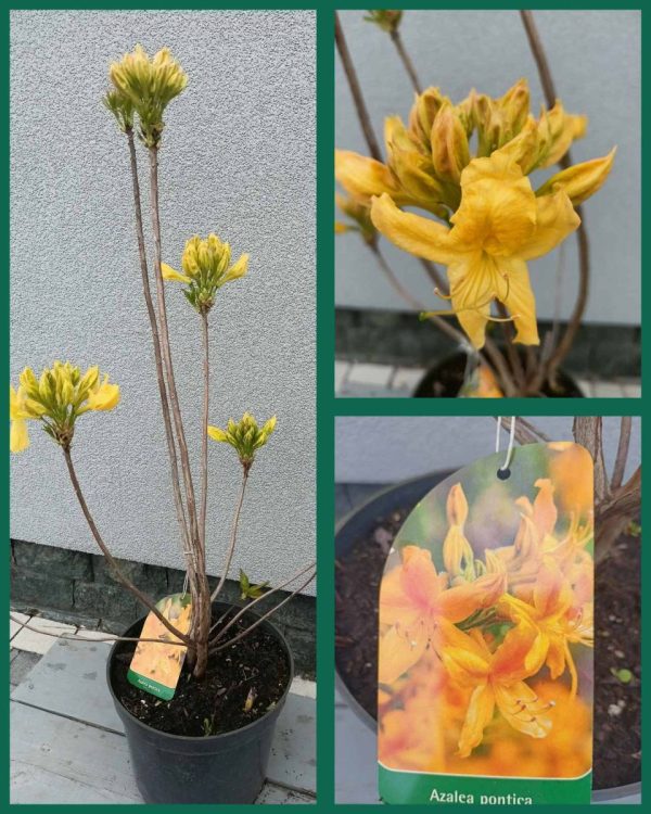 Азалія великоквіткова – Rhododendron Pontica (висота H 80-100 см, горщик 5л)