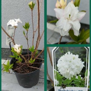 Азалія великоквіткова – Rhododendron Whitethroat (висота H 80-100 см, горщик 5л)