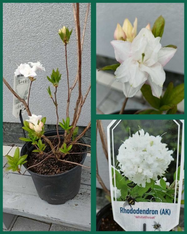 Азалія великоквіткова – Rhododendron Whitethroat (висота H 80-100 см, горщик 5л)