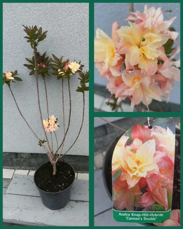 Rhododendron hybrid Cannon Double