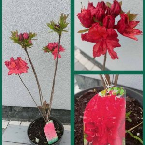 Азалія великоквіткова – Rhododendron hybrid Doloroso (висота H 80-100 см, горщик 5л)