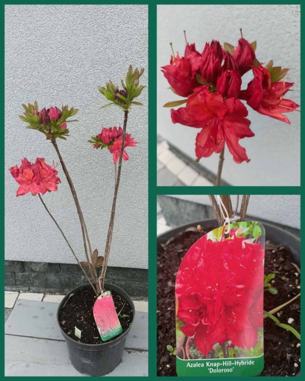 Азалія великоквіткова – Rhododendron hybrid Doloroso (висота H 80-100 см, горщик 5л)