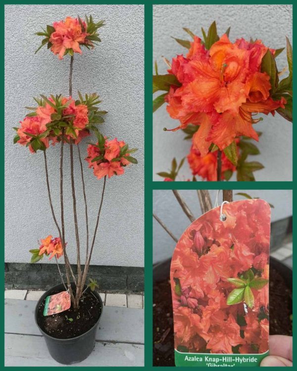 Азалія великоквіткова – Rhododendron hybrid Gibraltar (висота H 80-100 см, горщик 5л)
