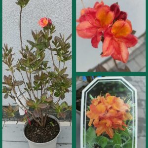 Rhododendron hybrid Glowing Ember