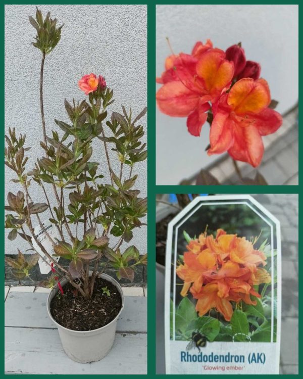 Rhododendron hybrid Glowing Ember